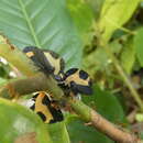 Image of Membracis trimaculata Fairmaire