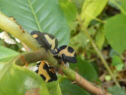 Image of Membracis trimaculata Fairmaire