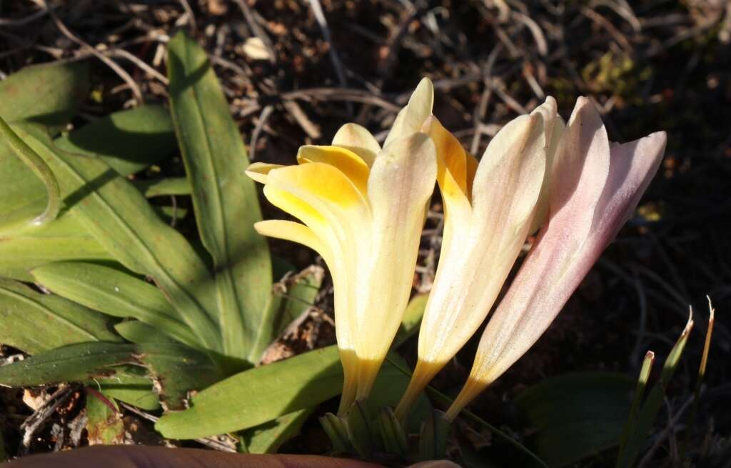 Freesia fergusoniae L. Bolus resmi