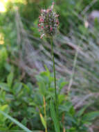 Image of alpine timothy