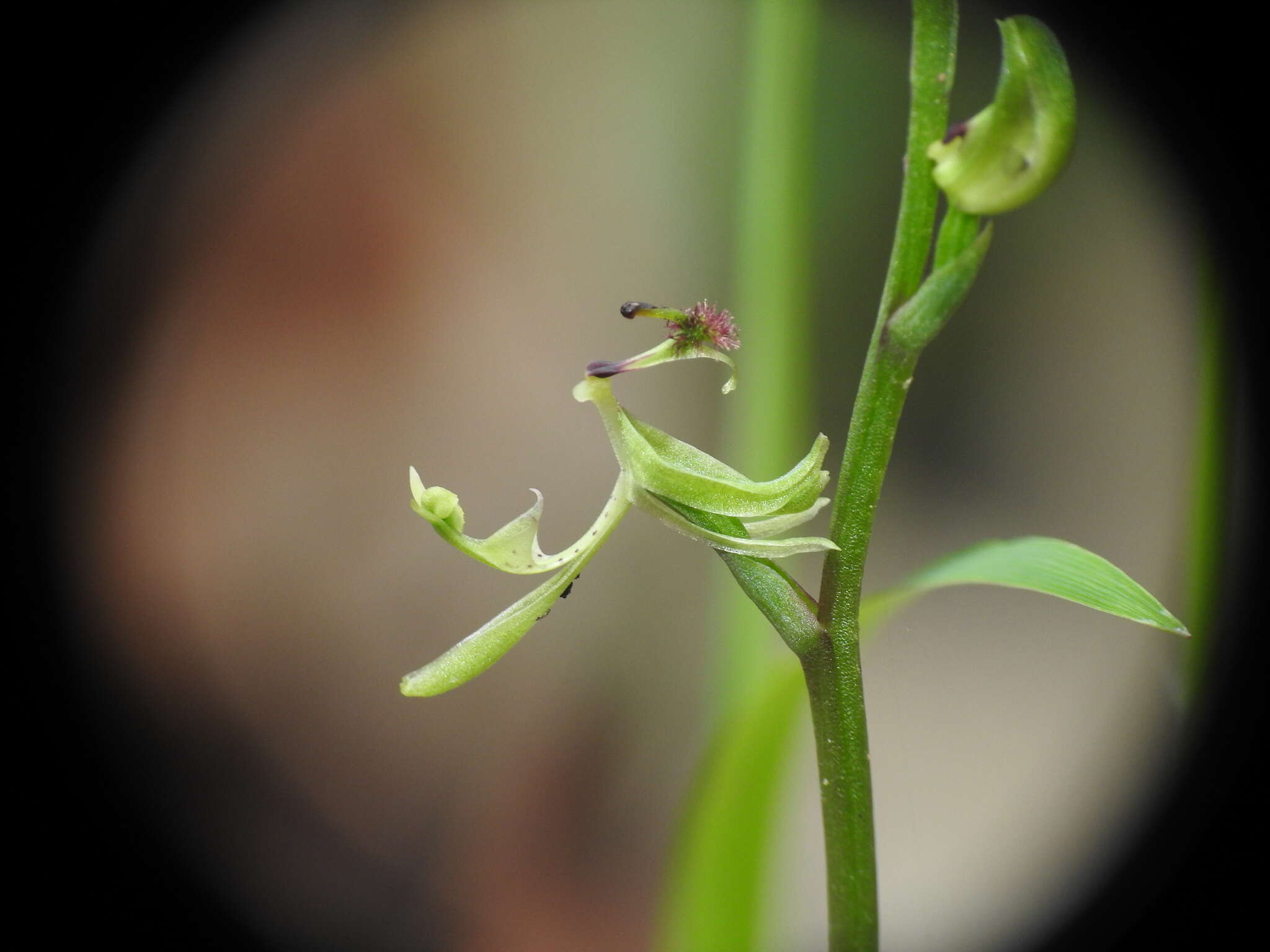 Plancia ëd Arthrochilus prolixus D. L. Jones