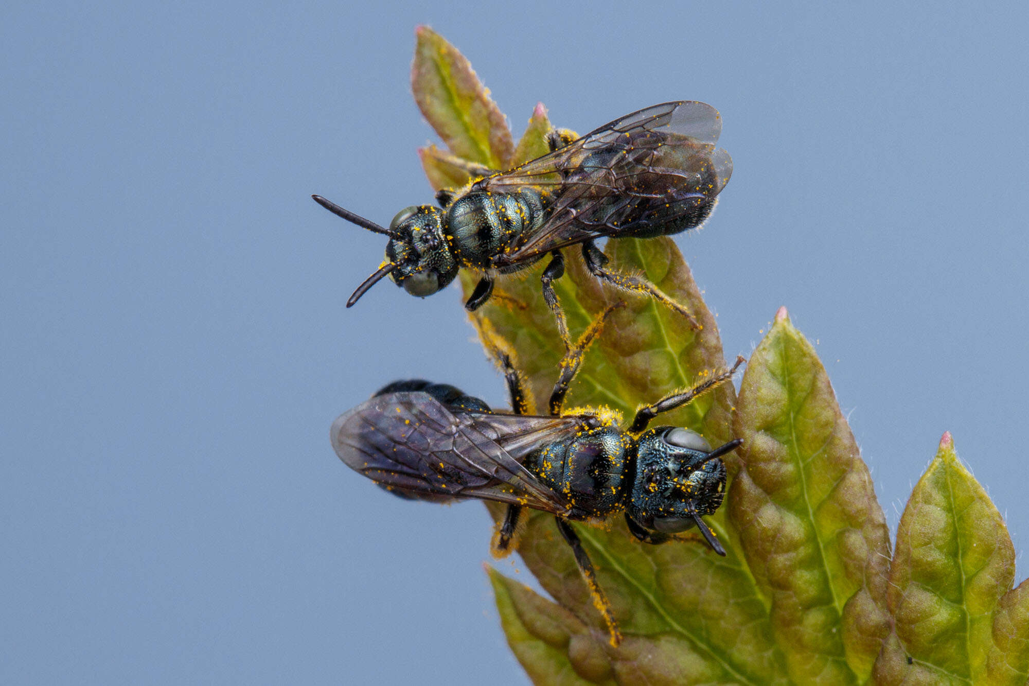 Image of Spurred Ceratina