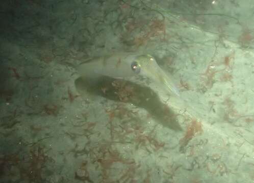 Image of Opalescent Inshore Squid