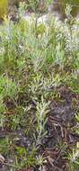 Image of Leucospermum truncatum (Buek ex Meissn.) Rourke