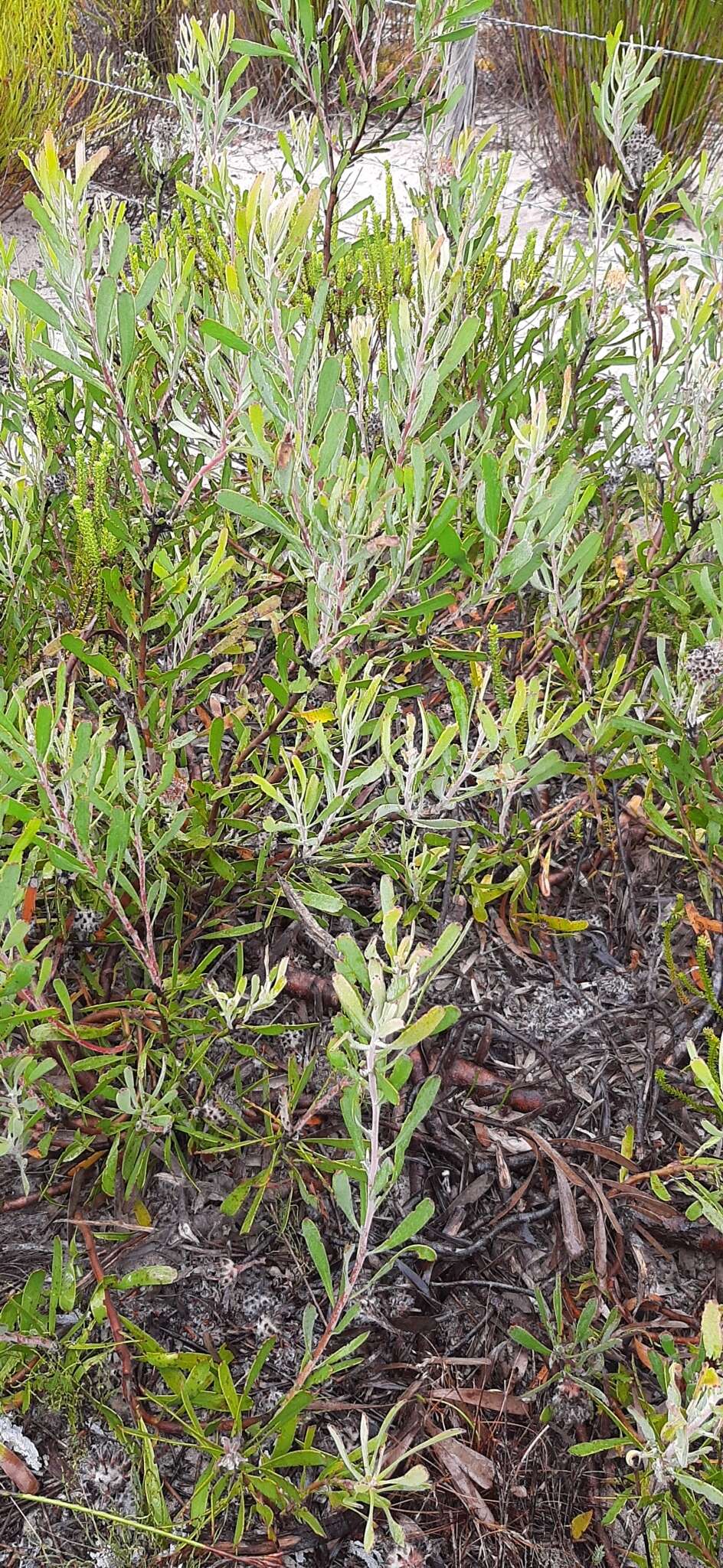 Image of Leucospermum truncatum (Buek ex Meissn.) Rourke