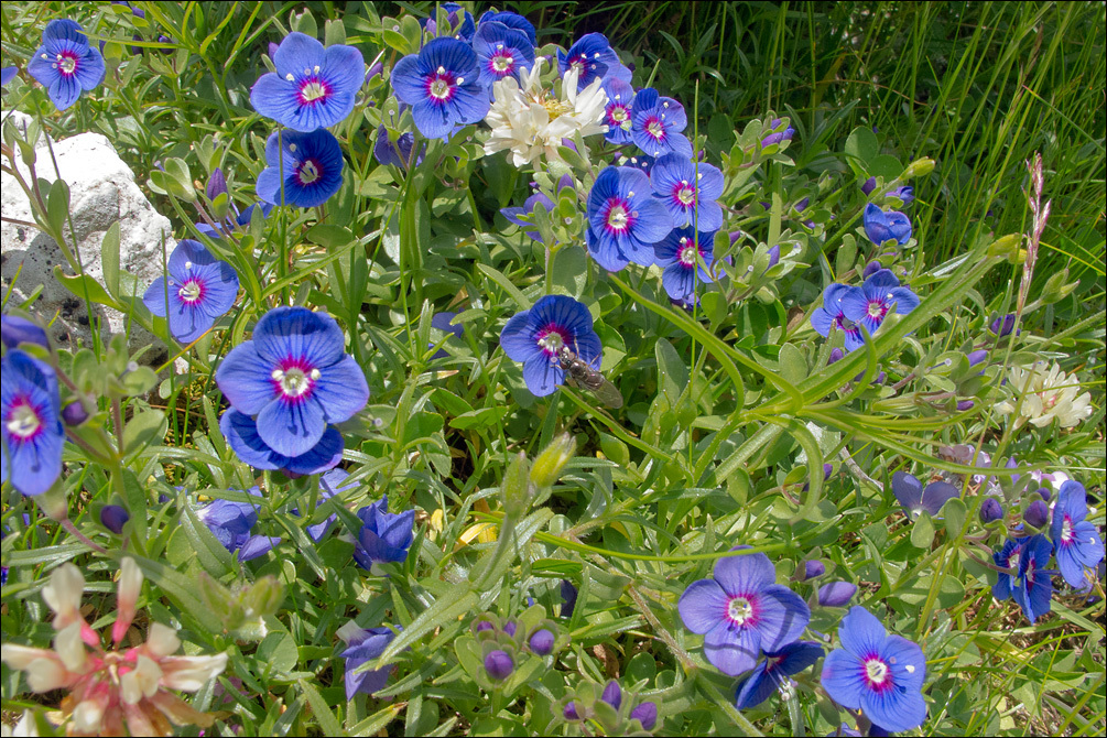 Veronica fruticans (rights holder: Amadej Trnkoczy)