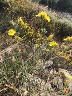 Image of grass blazingstar