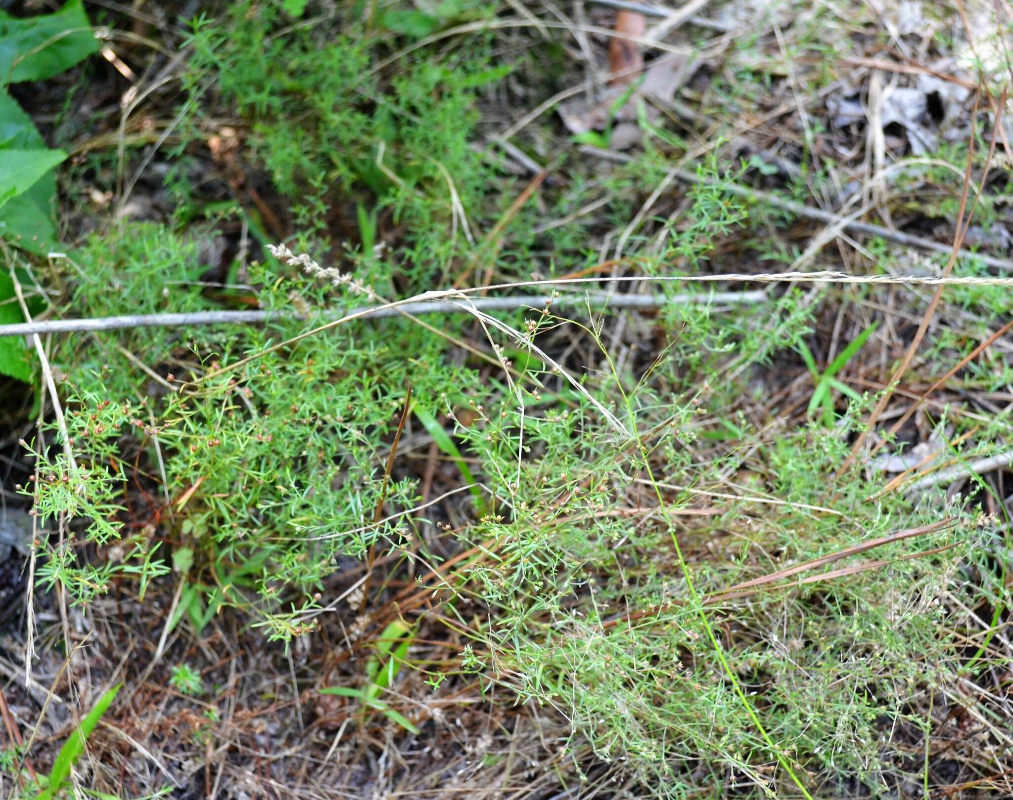 Image of narrowleaf pinweed