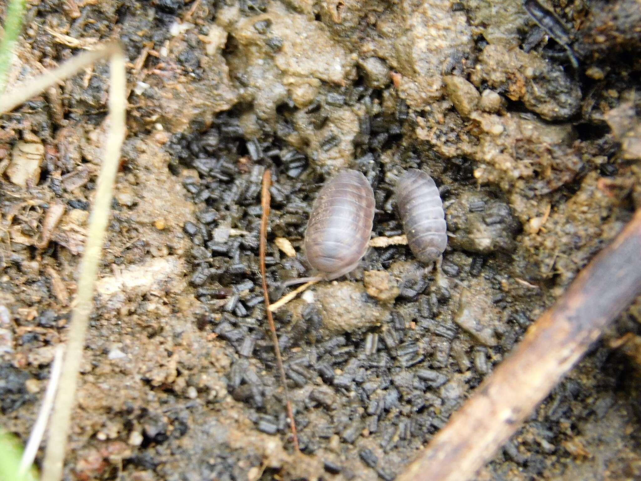 Image of Isopod