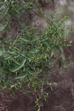 Image of Scutia spicata var. pauciflora (Hook. fil.) M. Johnston