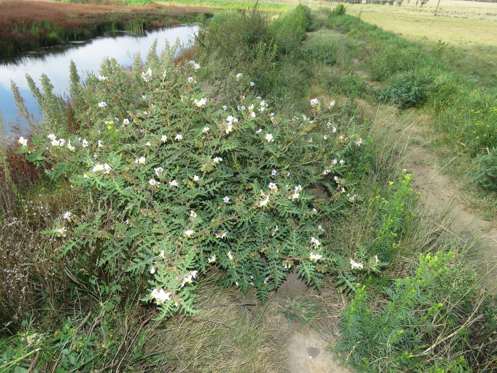 Plancia ëd Solanum sisymbriifolium Lam.