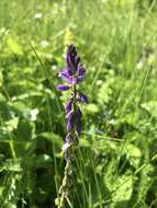 Image of tufted milkwort