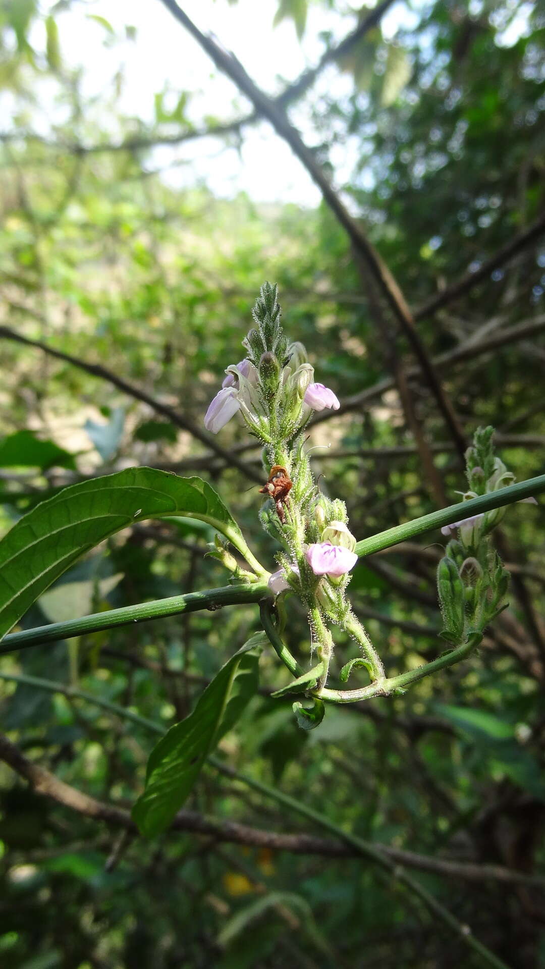 Image of Justicia wynaadensis (Nees) Heyne