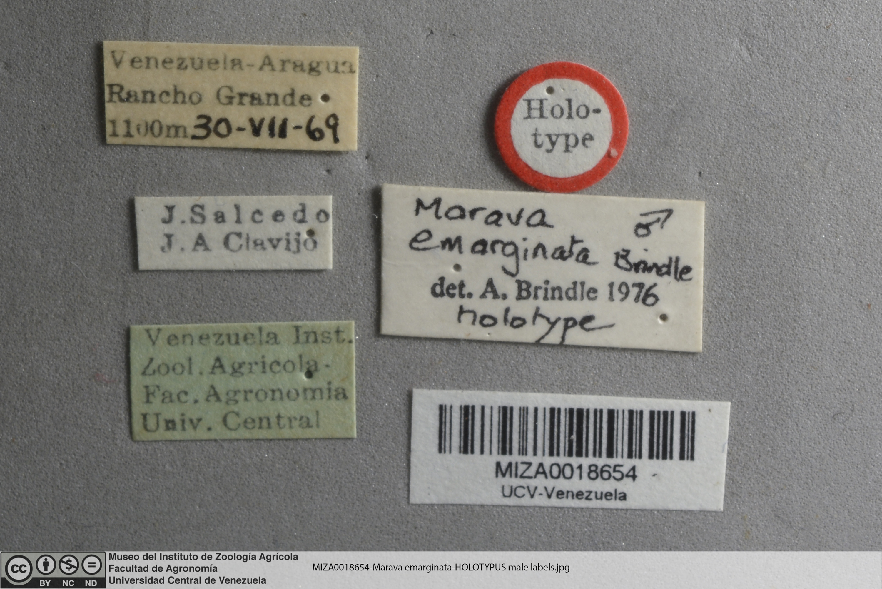 Image of <i>Marava emarginata</i> Brindle 1977