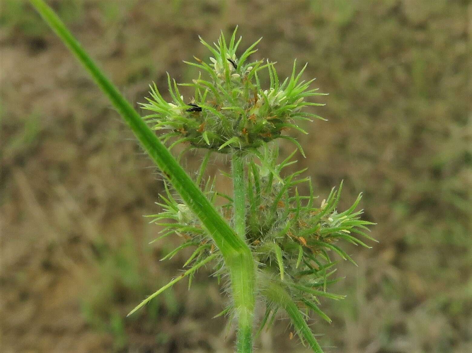 Fuirena simplex var. aristulata (Torr.) Kral的圖片