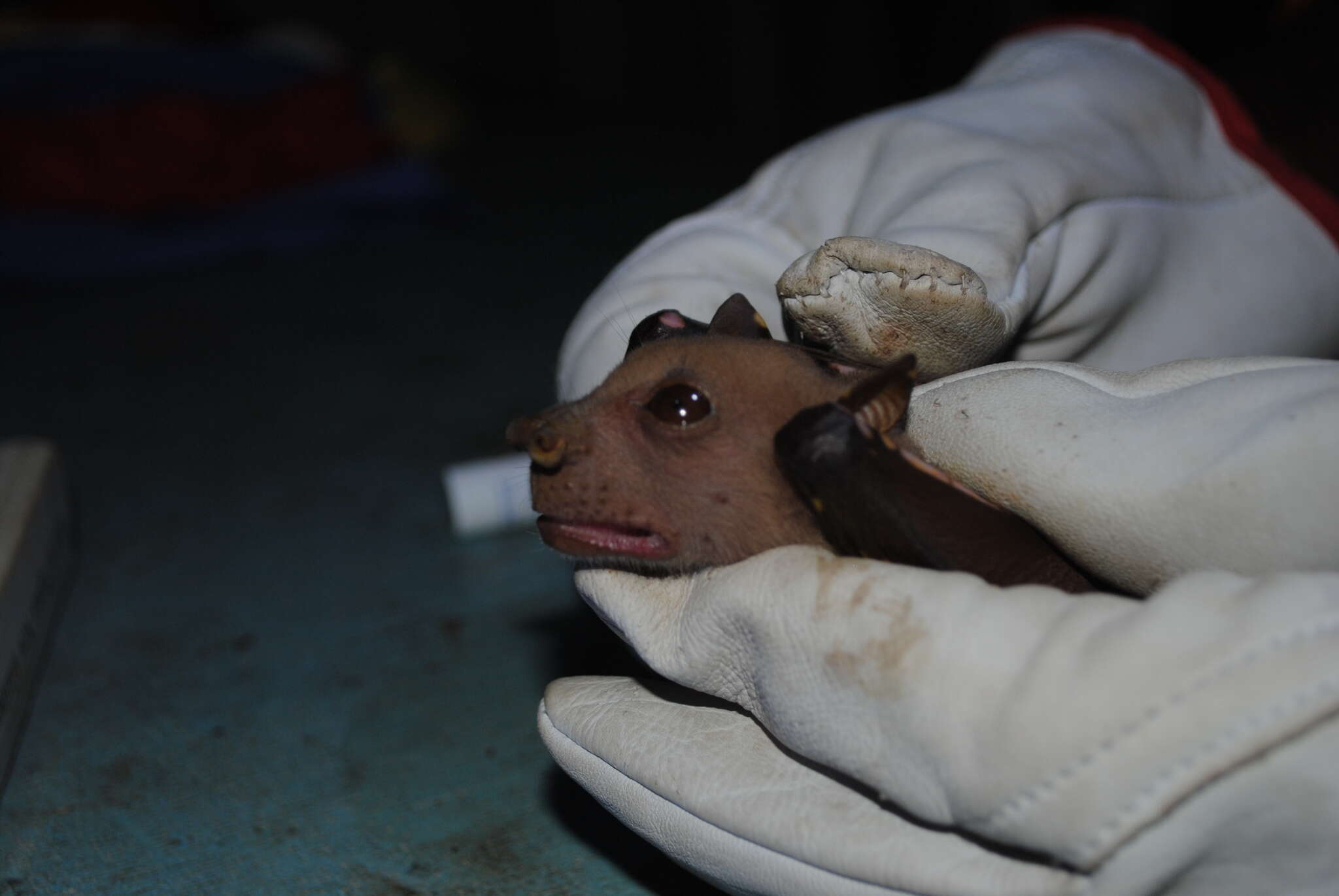 Image of Broad-striped Tube-nosed Fruit Bat