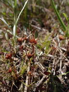 Image of dwarf rush