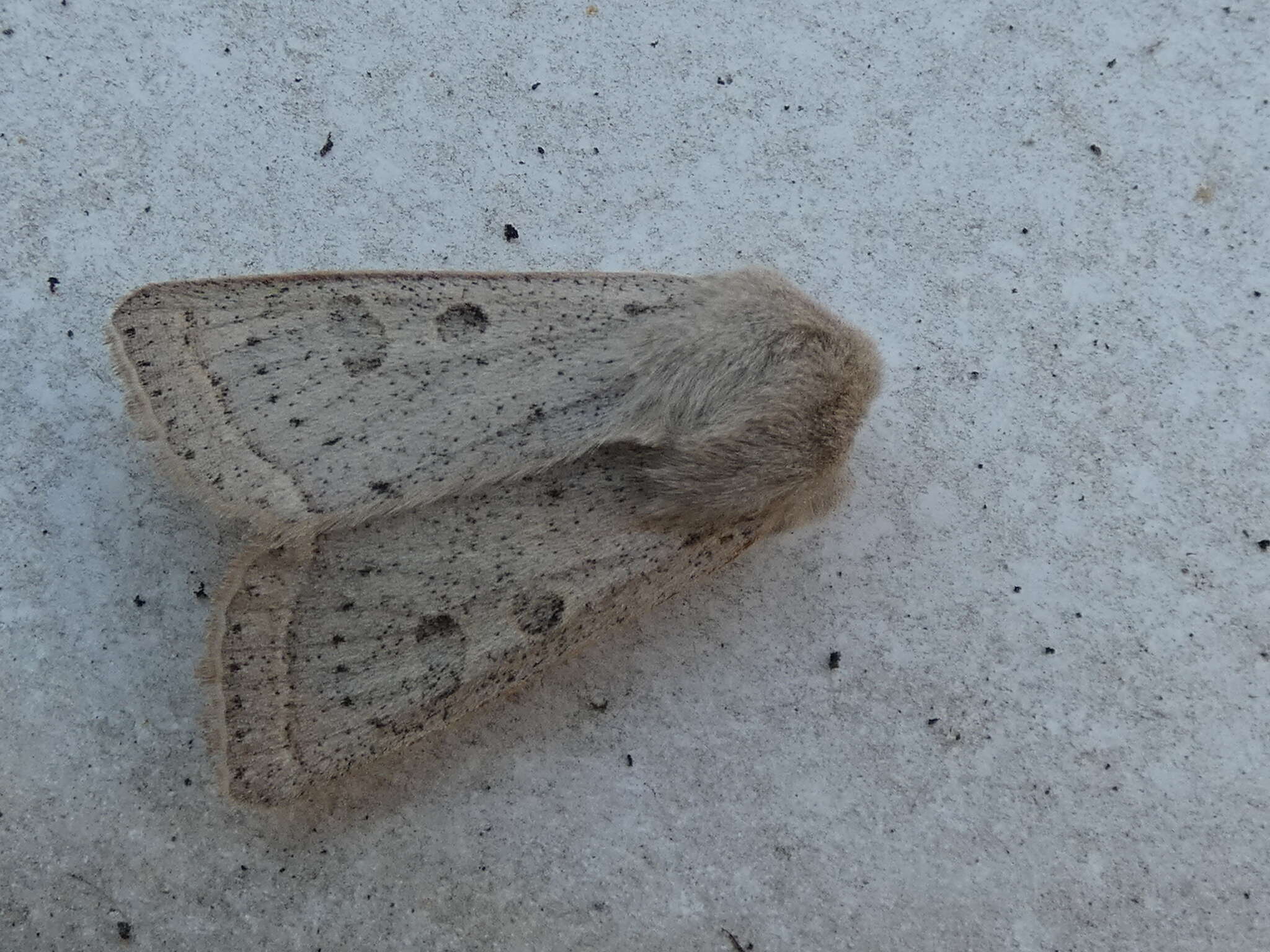 Слика од Orthosia gracilis Schiffermüller 1775