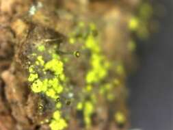 Image of needle lichen