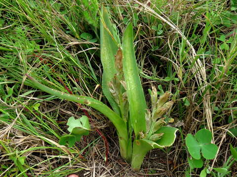 Imagem de Lachenalia reflexa Thunb.