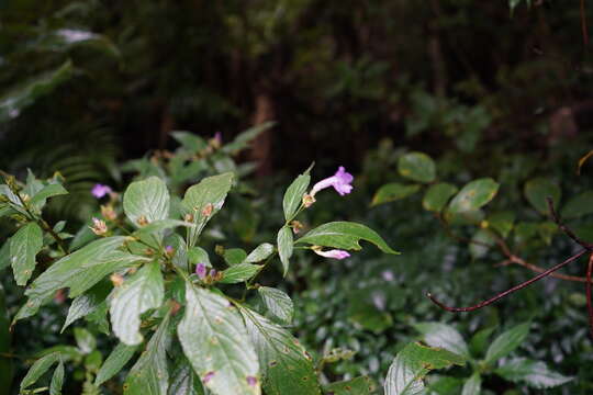 Image of Strobilanthes formosana S. Moore