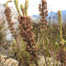 Image de <i>Erica <i>goatcheriana</i></i> subsp. goatcheriana