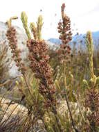 <i>Erica <i>goatcheriana</i></i> subsp. goatcheriana resmi