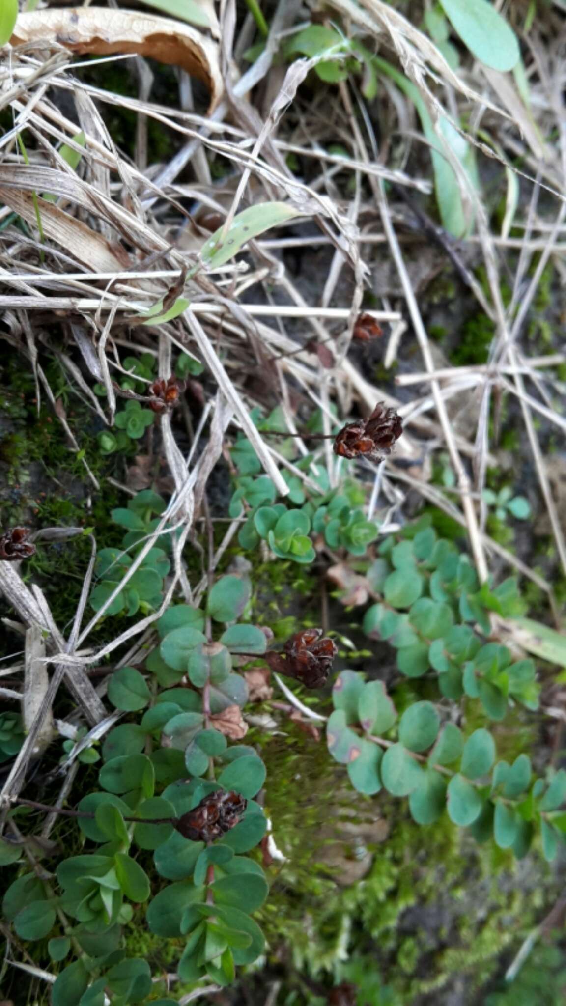 Image of trailing St John's-wort