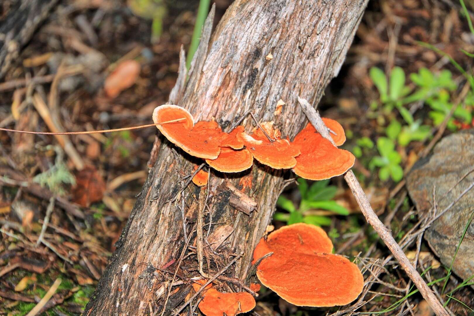 Imagem de Trametes coccinea (Fr.) Hai J. Li & S. H. He 2014