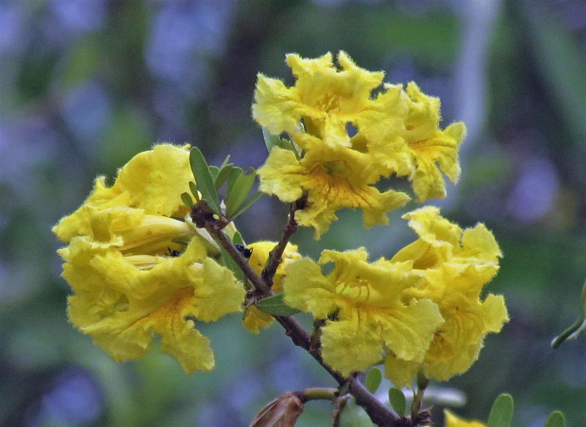 Image of Tabebuia nodosa (Griseb.) Griseb.