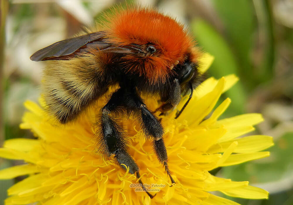 Image of Bombus muscorum (Linnaeus 1758)