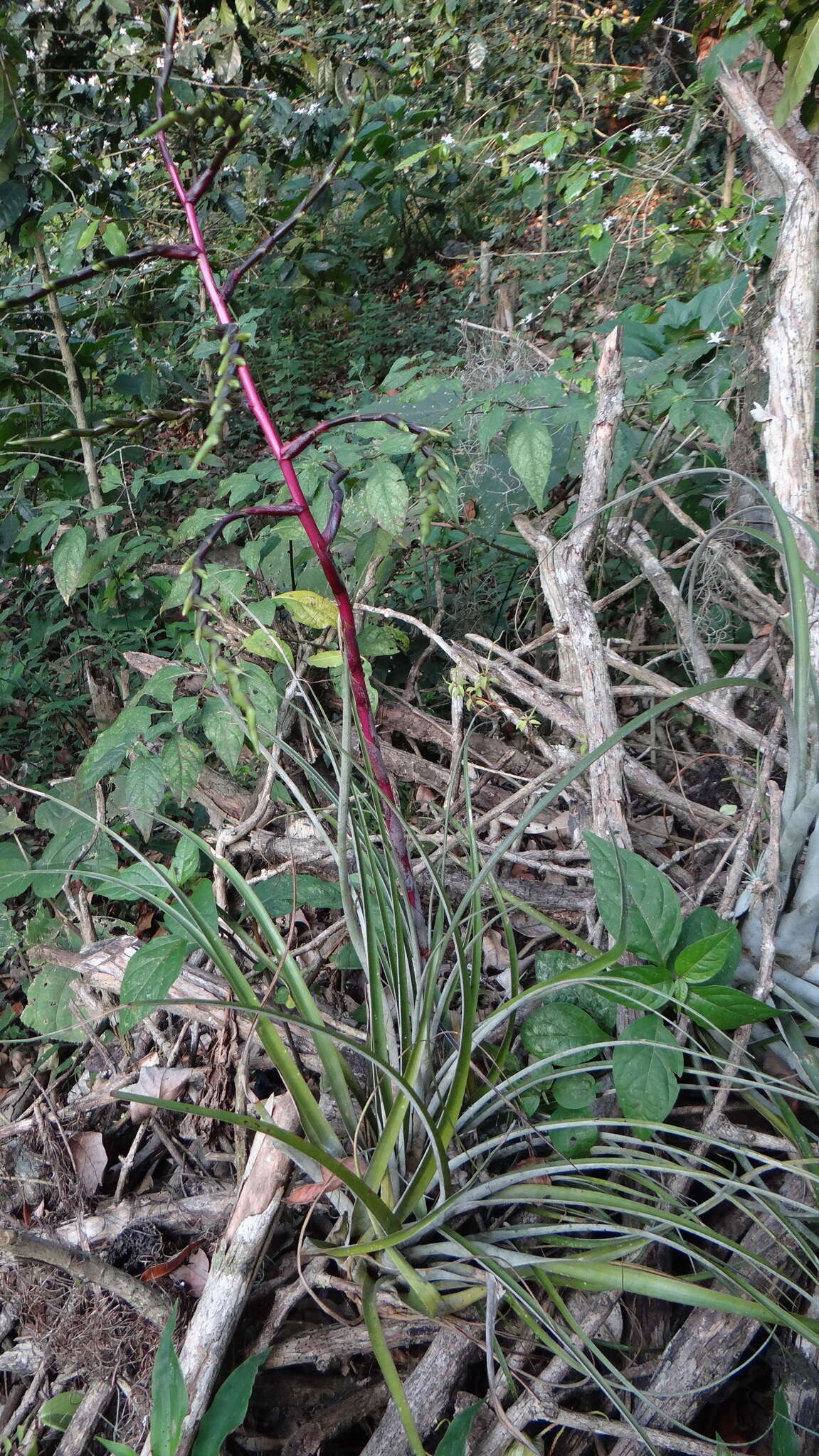 Imagem de Tillandsia limbata Schltdl.