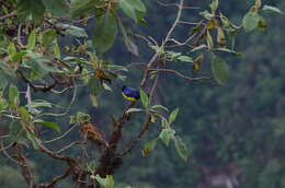 Image of Hooded Mountain Tanager