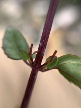 Image of Clinopodium mexicanum (Benth.) Govaerts