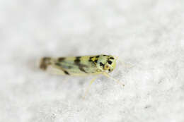 Image of Leafhopper