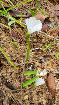 Image of coastal plain dawnflower