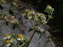 Image de Alloispermum integrifolium (DC.) H. Rob.