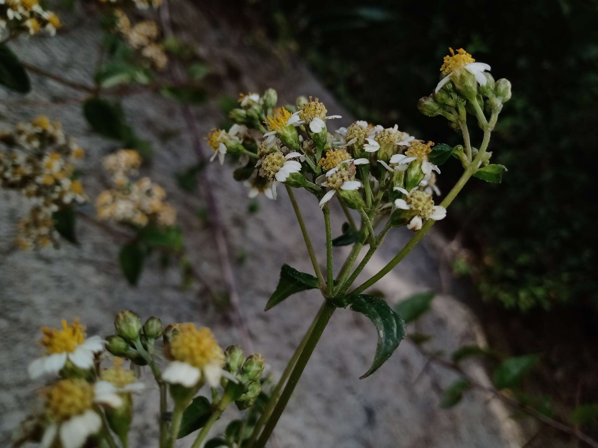 Image de Alloispermum integrifolium (DC.) H. Rob.