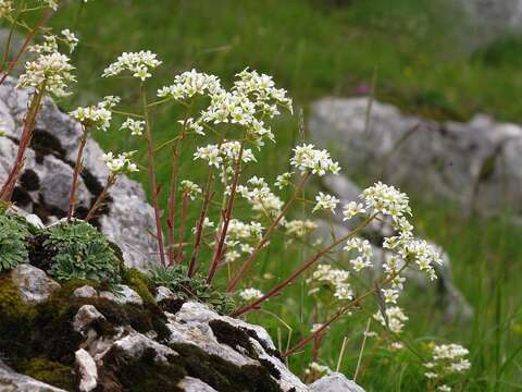 Sivun Saxifraga crustata Vest kuva