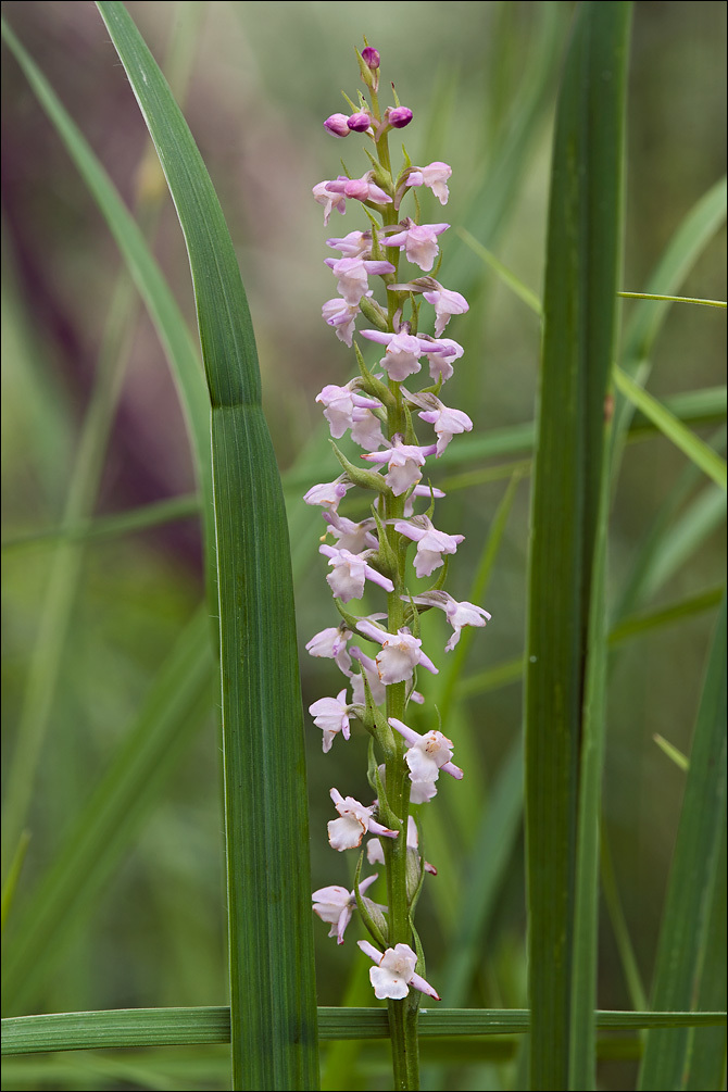 Image of Short-spurred Fragrant orchid