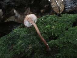 Plancia ëd Mycena mariae G. Stev. 1964