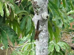 Image of Andean Squirrel