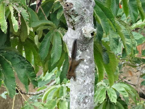 Image of Andean Squirrel