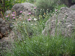 Слика од Ptilostemon chamaepeuce (L.) Less.