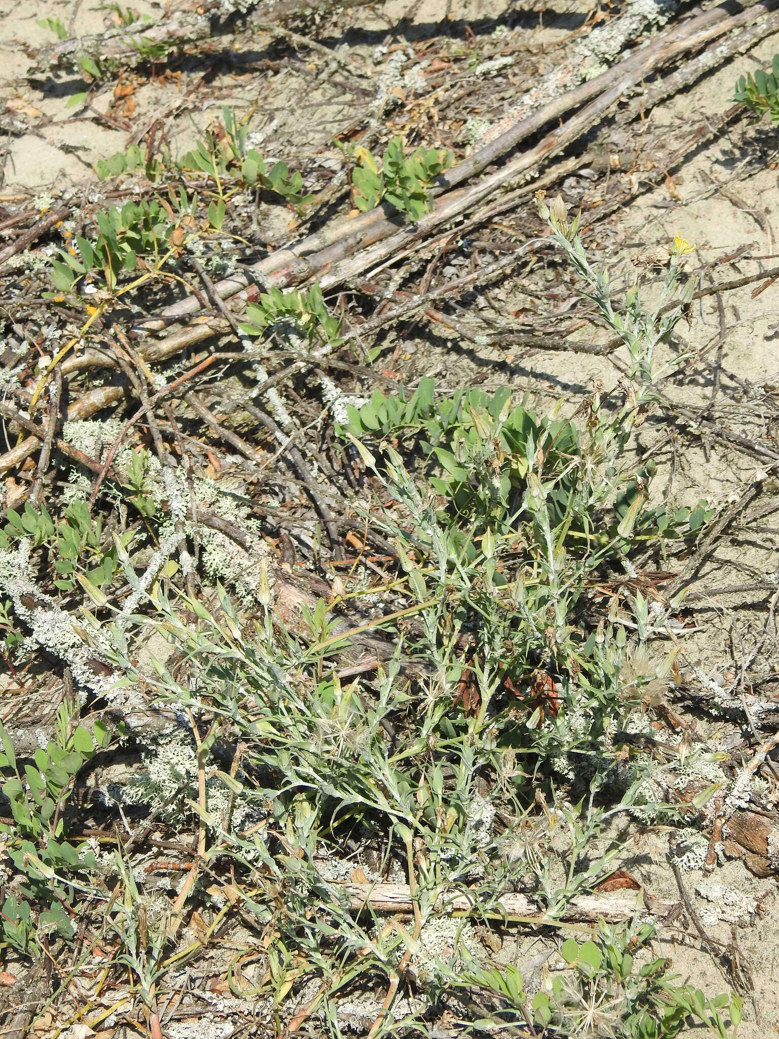 Sivun Tragopogon heterospermus Schweigger kuva