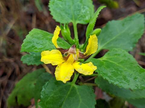 Image of Goodenia grandiflora Sims