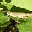 Image de Proctolabus cerciatus Hebard 1925