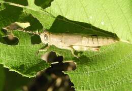 Proctolabus cerciatus Hebard 1925的圖片