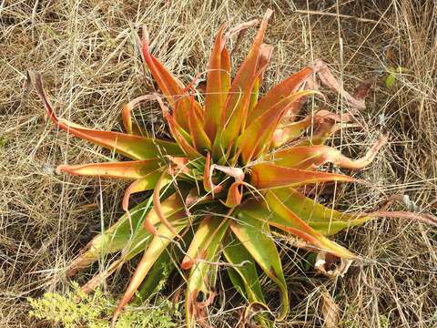 Image of Crassula acinaciformis Schinz.