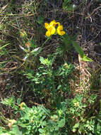 Image of bird's-foot trefoil